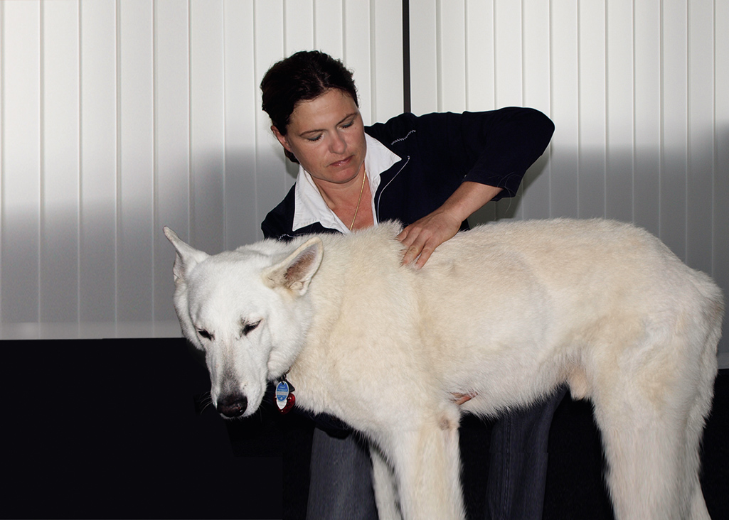Tierarztpraxis in Stuttgart, die auch homöopathisch behandelt